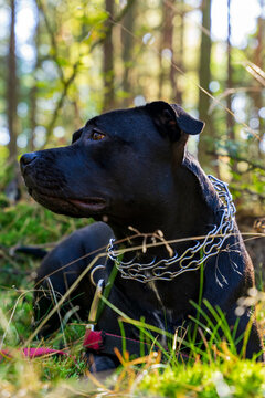 Fototapeta Duży czarny pies w lesie. American Stafford terrier portret.