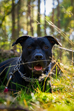 Fototapeta Duży czarny pies w lesie. American Stafford terrier portret.