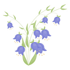 Bouquet of blue bell flowers isolated on a white background. Vector illustration.