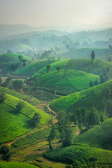 THE TEA PLANTATIONS BACKGROUND , TEA PLANTATIONS IN MORNING LIGHT. LONG CO, PHU THO, VIETNAM