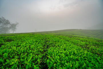THE TEA PLANTATIONS BACKGROUND , TEA PLANTATIONS IN MORNING LIGHT. LONG CO, PHU THO, VIETNAM