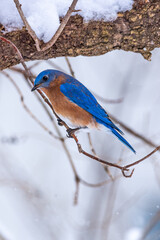 Eastern Bluebird perched on tree branch on winter day with snow