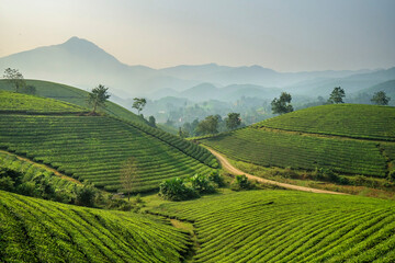 Fototapeta premium LANDSCAPE TEA PLANTATION OF LONG COC IN PHU THO, VIETNAM WITH BLUR FOREGROUND.