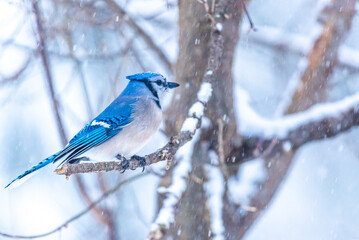 Blue Jay bird perched on snowy branch in bare tree in winter