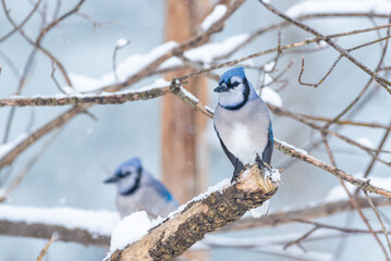 Blue Jay bird perched on snowy branch in bare tree in winter