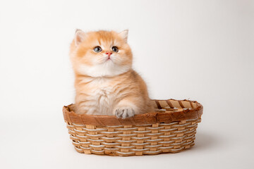 Naklejka na ściany i meble a very cute, fluffy, British breed kitten in a basket on a white background