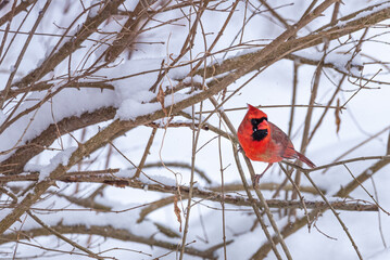 Red Northern Cardinal bird perched in bare tree in winter snow storm near forest