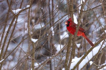 Red Northern Cardinal bird perched in bare tree in winter snow storm near forest