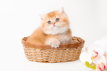 a very cute, fluffy, British breed kitten in a basket on a white background