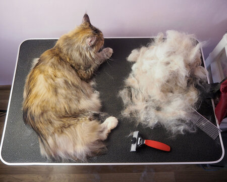 Grooming Maine Coon . The Process Of Combing A Cat On A Grooming Table With A Furminator. View From Above.pet Hair Care