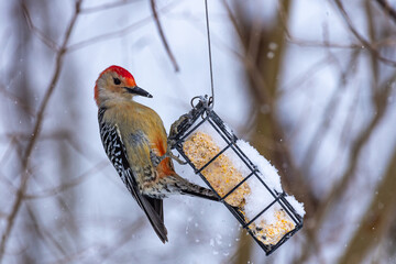 Red breasted woodpecker feeding from suet on snowy winter day