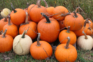 Pumpkins