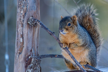 Adorable squirrel sitting on bare tree branch
