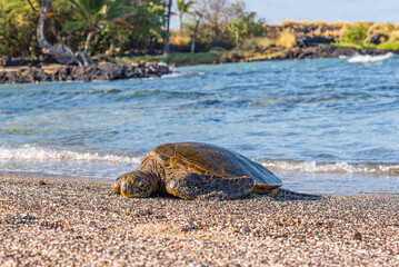 Sea turtle resting on sandy beach near palm trees and blue ocean water