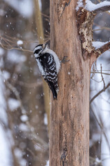Black and white woodpecker climbing up dead tree in winter snow storm