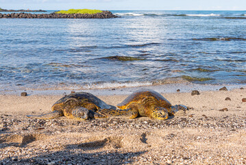 Two sea turtles lying next to each other in sand on tropical beach near ocean