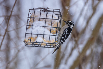 Black and white woodpecker feeding from snow covered suet feeder near woods in winter