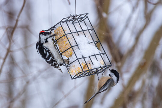 Black and white woodpecker and chickadee feeding from snow covered suet feeder near woods in winter - Powered by Adobe