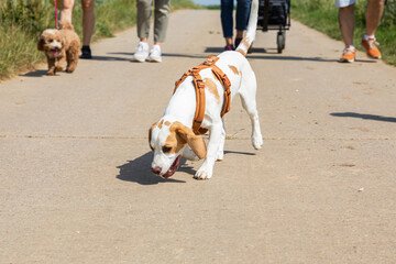 beagle puppy dog during a walk