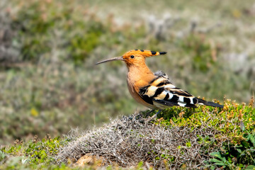 Birds of Cyprus