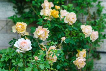 Obraz na płótnie Canvas nice roses in the garden
