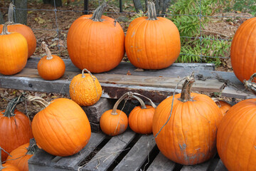 Pumpkins