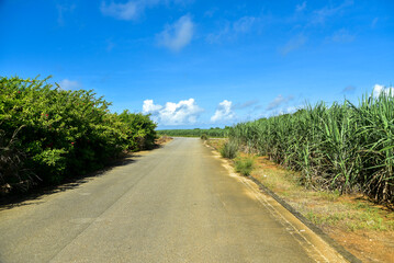 Fototapeta na wymiar 沖縄の美しいサトウキビ畑