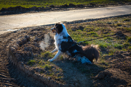 reactive australian shepherd dog