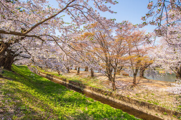 青森県　 弘前城桜祭り　
