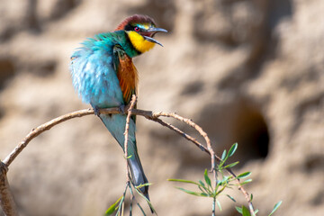 Birds of Cyprus