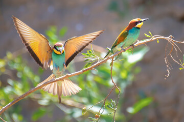 Birds of Cyprus