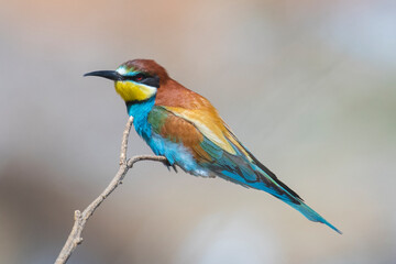Birds of Cyprus