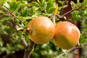 Ripening pomegranate. Pomegranate on a branch.