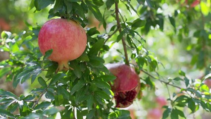 Pomegranate fruit hanging and maturing on branch of pomegranate tree. Punica granatum. Red ripe pomegranate fruits grow on pomegranate tree in garden.