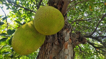 Fresh ripe jackfruit hanging on the tree during sunny day