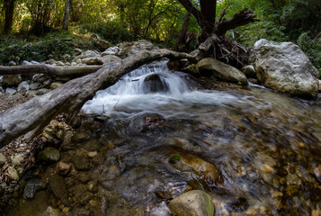 Tusciano river forest scenery in cilento