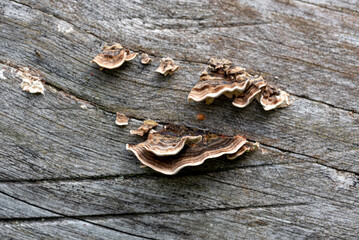the small Polypore Mushroom on the old tree trunk