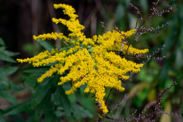 the yellow Goldenrod flower (Solidago) 
