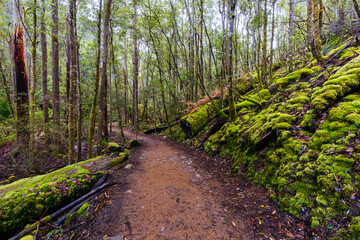 Mt Field National Park in Tasmania Australia