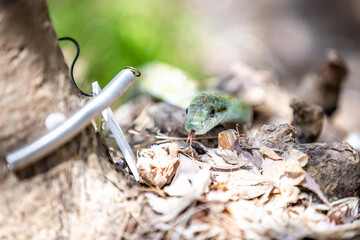 アオダイショウ