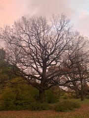 Big wide tree at the pink background