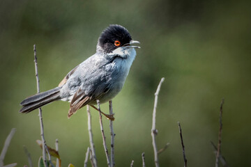 Birds of Cyprus