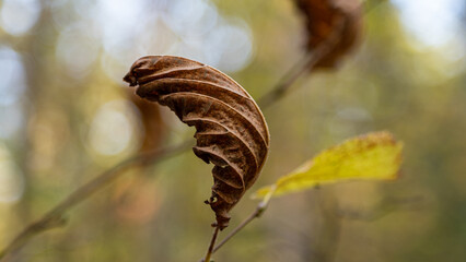 A single dead leaf hanging on a tree in late autumn.