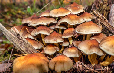Die Pilze im Wald zersetzen die Bäume wieder in ihre Bestandteile 