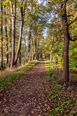 Im Wald am Nachmittag, wir laufen auf einem breitem Waldweg