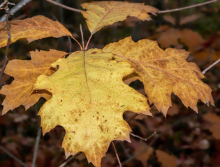 Der Herbst mit seinem buntem Laub an den Bäumen