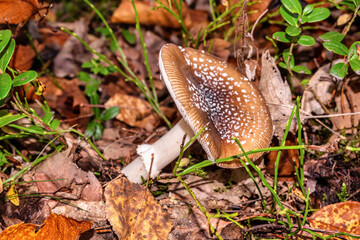 Die Pilze im Wald zersetzen die B&auml;ume wieder in ihre Bestandteile 