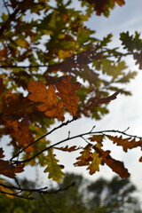 Fototapeta na wymiar leaves in autumn
