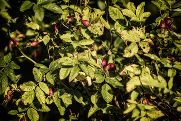 Fototapeta na wymiar Ripe fruits rose hips or briar, wild rose, dog rose in the autumn garden