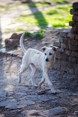 dog in the park